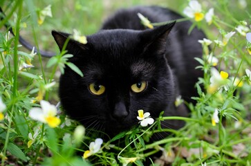 Black domestic cat with green eyes standing on a grassy meadow, gazing out across the landscape