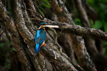 Majestic kingfisher bird with a perched atop a lush, multi-branched tree in its natural habitat