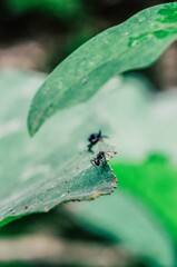 Vertical closeup shot of a small black ant crawling on a green leaf