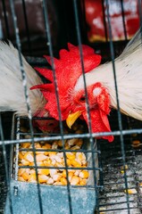 Vertical closeup shot of a red rooster eating seed in a cage © Wirestock