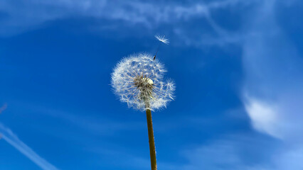 A flying white dandelion against a beautiful blue sky