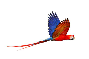 Colorful flying Scarlet Macaw parrot isolated on transparent background png file	