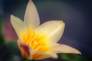Extreme macro picture of Dwarfed white and yellow tulip flower. Closeup view of colorful Tulipa...
