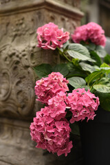 Hydrangeas in flowerpots on the street