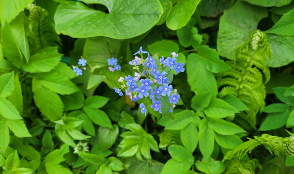 Beautiful delicate blue forget-me-nots in the garden on a background of green leaves