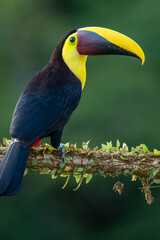 Obraz premium Wild Yellow-throated Toucan , Chestnut-mandibled (Ramphastos ambiguus swainsonii) Costa Rica, Central America - stock photo