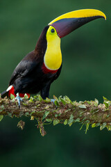Wild Yellow-throated Toucan , Chestnut-mandibled (Ramphastos ambiguus swainsonii) Costa Rica, Central America - stock photo