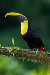 Wild Yellow-throated Toucan , Chestnut-mandibled (Ramphastos ambiguus swainsonii) Costa Rica, Central America - stock photo