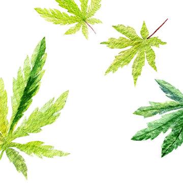 Set of green cannabis indica leaves painted in watercolor. Hand drawn marijuana illustration isolated on white 