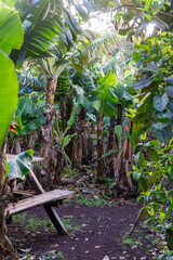 Rustic wooden table surrounded by vibrant banana leaves, creating a serene tropical ambiance.