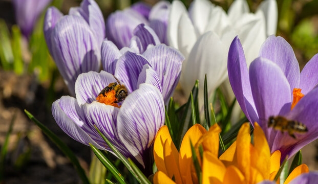 Crocus flowers on a spring day