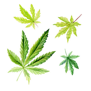 Set of green cannabis indica leaves painted in watercolor. Hand drawn marijuana illustration isolated on white 