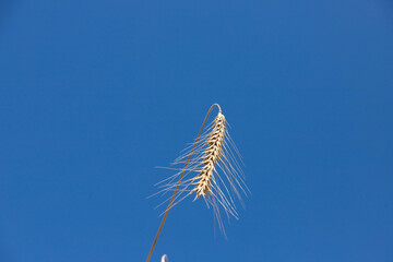 World crisis concept. Golden ear of wheat against the blue sky.