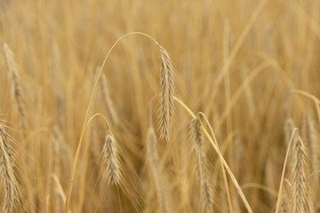 Golden grains of wheat, the concept of abundance and high yield after a successful harvest.