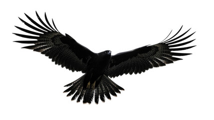 A large black bird flies gracefully through the air, showcasing its powerful wingspan and elegant flight