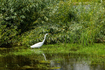 Heron in the wild.The egret is a tall and long-legged bird of prey. Herons live in most parts of our planet.