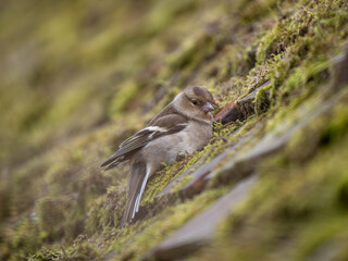 Female Chaffinch Resting on a Roof