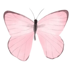 butterfly isolated on white