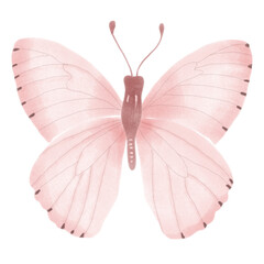 butterfly isolated on white