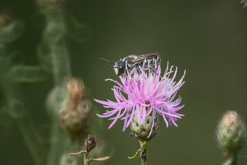 Halictus quadricinctus bee on Centaurea jacea flower