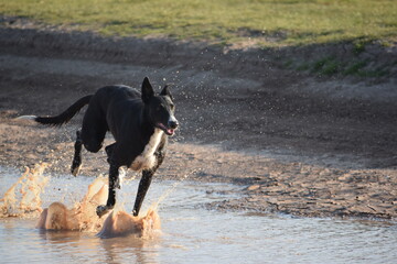 Perro, galgo negro, corriendo en el agua.