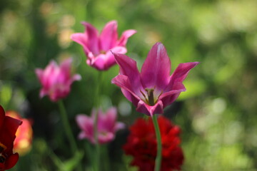 Fototapeta premium blooming