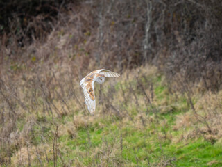 Barn Owl in Flight