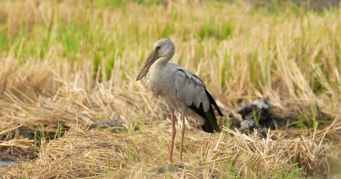 Asian Openbill bird in paddy field after harvesting, Plantation area of Thailand. High definition shot at 4K, 60 fps video footage.