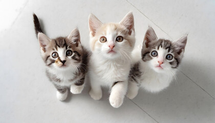 三匹の子猫がこちらを見上げて今にもじゃれそうな様子
