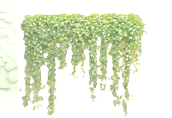 home ivy geen vine wall ?rawling brick liana garden Decoration home climbing hanging