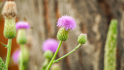Blurred pink Blessed milk thistle flower, close up, shallow dof. Silybum marianum herbal remedy....