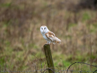 Barn Owl Perched on a Post