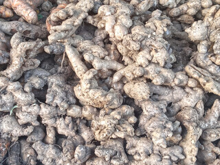 Ginger is the root of a plant that is used to flavour food. It has a sweet spicy flavour and is often sold in powdered form.