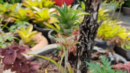 flowers in the garden