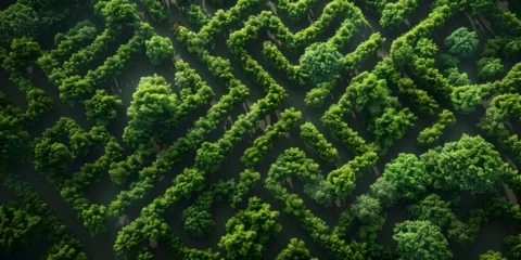 Gordijnen aptivating Forest Backdrop © aamir