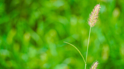 A tranquil close-up shot of a delicate foxtail grass spikelet, beautifully backlit by soft, natural...