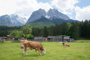 pasture with grazing cows, Grainau, view to Wetterstein alps