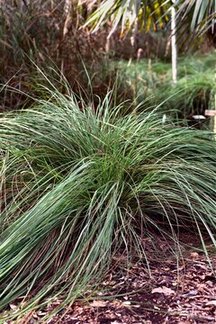 Tripsacum floridana - Florida Gama Grass
