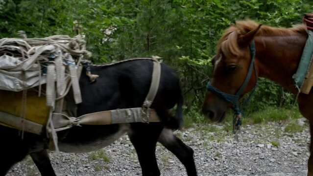 donkey or ass (Equus africanus asinus)