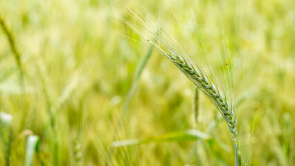 green wheat field in sunny day with green blur background