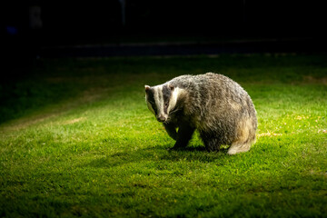 A European Badger ( Meles meles) looking for food on grass at night time in soft light.