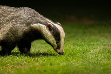 A European Badger ( Meles meles) looking for food on grass at night time in soft light.