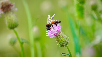 honey bee collecting nectar from  texas purple thidtle flower. Bee collecting flowerpollen. bees collects pollen from flowers.