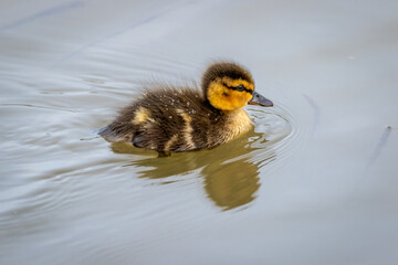 A Mallard (Anas platyrhynchos)  duckling making first swim.