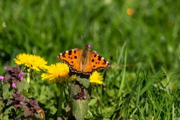 Large tortoiseshell butterfly (Nymphalis polychloros) on a Dandelion flower.
