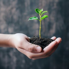 A hand holding a small plant with soil.