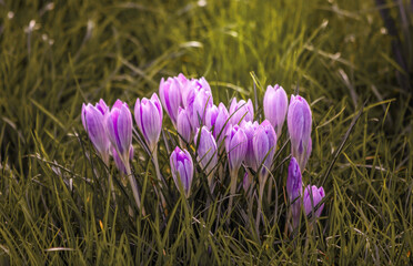 purple crocuses in the grass