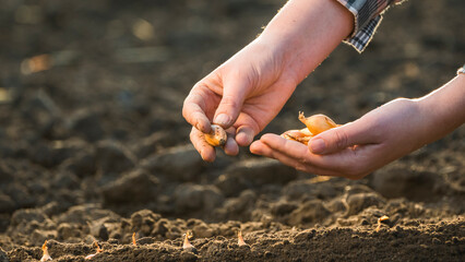 A farmer plants an onion bulb in the soil