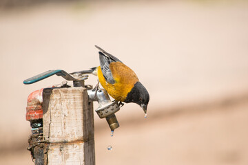 Pájaro amarillo con cabeza negra tomando agua de una canilla oxidada en una plaza.  - obrazy, fototapety, plakaty