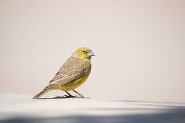 Pájaro amarillo y verde oliva con fondo claro.  